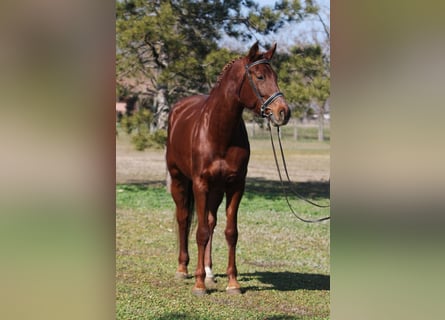 Hungarian Sport Horse, Mare, 6 years, 16 hh, Chestnut-Red