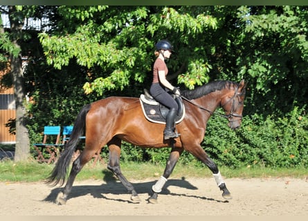 Hungarian Sport Horse, Mare, 6 years, 17,1 hh, Brown