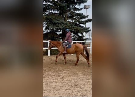 Hungarian Sport Horse, Mare, 7 years, 15,2 hh, Chestnut-Red