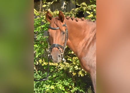 Hungarian Sport Horse, Mare, 8 years, 14,1 hh, Chestnut-Red