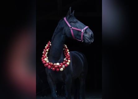Hungarian Sport Horse, Mare, 8 years, 15,2 hh, Smoky-Black