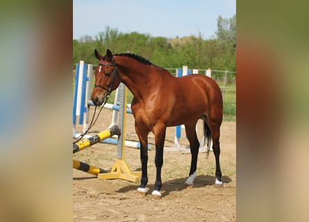 Hungarian Sport Horse, Mare, 8 years, 16 hh, Brown