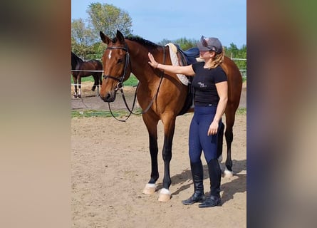 Hungarian Sport Horse, Mare, 8 years, 16 hh, Brown