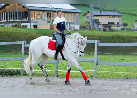 Hungarian Sport Horse, Mare, 8 years, 17,1 hh, Grey-Dapple