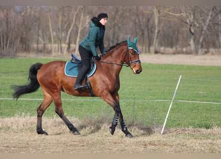 Hungarian Sport Horse Mix, Mare, 9 years, 16.2 hh, Bay