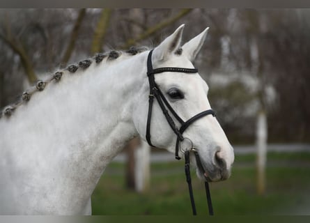 Hungarian Sport Horse, Mare, 9 years, 16.2 hh, Dun
