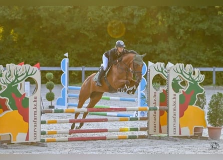 Hungarian Sport Horse, Mare, 9 years, 16,1 hh, Brown