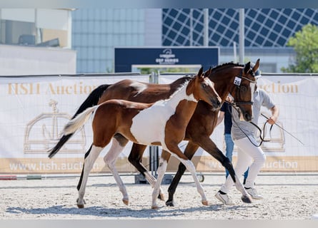Hungarian Sport Horse, Mare, Foal (04/2026), 13.1 hh, Tobiano-all-colors