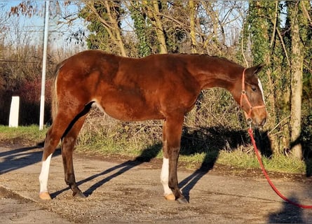 Hungarian Sport Horse, Stallion, 1 year, Brown