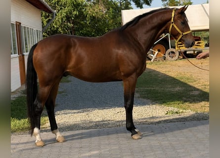 Hungarian Sport Horse, Stallion, 3 years, 16.1 hh, Bay