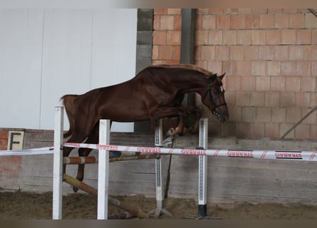 Hungarian Sport Horse, Stallion, 3 years, 16 hh, Chestnut