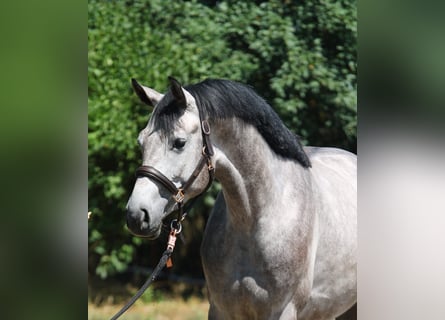Hungarian Sport Horse, Stallion, 3 years, 16,1 hh, Gray