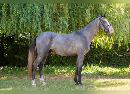 Hungarian Sport Horse, Stallion, 3 years, 17,1 hh, Grey