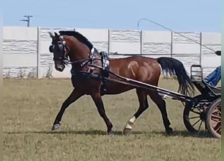 Húngaro, Caballo castrado, 10 años, 158 cm, Castaño rojizo