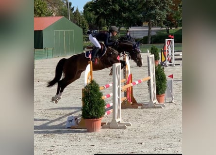 Húngaro, Caballo castrado, 12 años, 167 cm, Castaño rojizo