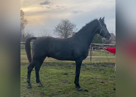 Húngaro, Caballo castrado, 13 años, 165 cm, Tordo