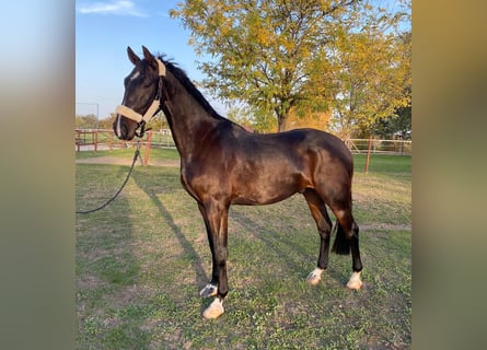 Húngaro, Caballo castrado, 3 años, 160 cm, Castaño rojizo