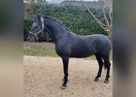 Húngaro, Caballo castrado, 3 años, 165 cm, Tordo