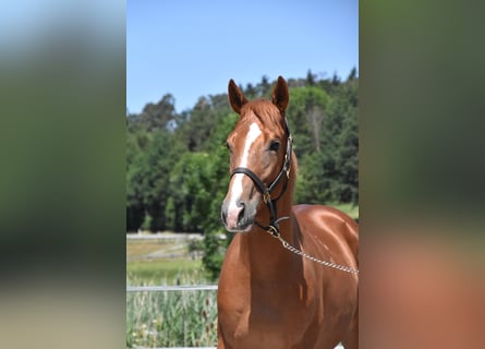 Húngaro, Caballo castrado, 4 años, 152 cm, Alazán