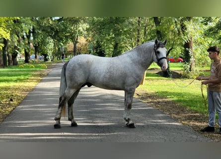 Húngaro Mestizo, Caballo castrado, 4 años, 160 cm, Tordo rodado