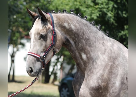 Húngaro, Caballo castrado, 4 años, 174 cm