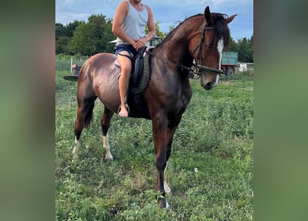 Húngaro Mestizo, Caballo castrado, 5 años, 160 cm, Castaño rojizo