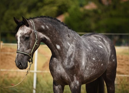 Húngaro, Caballo castrado, 5 años, 170 cm, Tordo