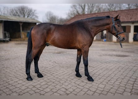 Húngaro Mestizo, Caballo castrado, 6 años, 164 cm, Castaño