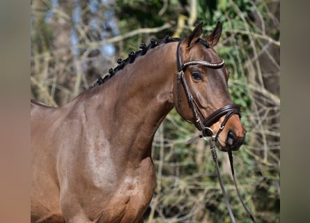 Húngaro, Caballo castrado, 6 años, 165 cm, Castaño rojizo