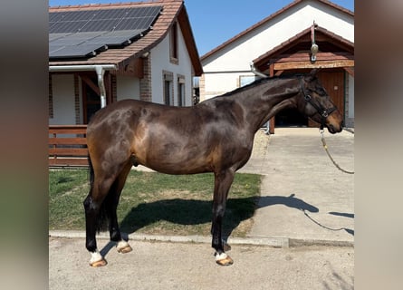 Húngaro, Caballo castrado, 6 años, 170 cm, Castaño rojizo