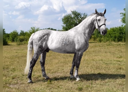 Húngaro, Caballo castrado, 7 años, 163 cm, Tordo