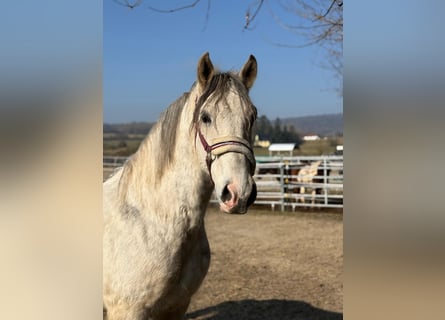 Húngaro, Caballo castrado, 7 años, 165 cm, Tordo rodado
