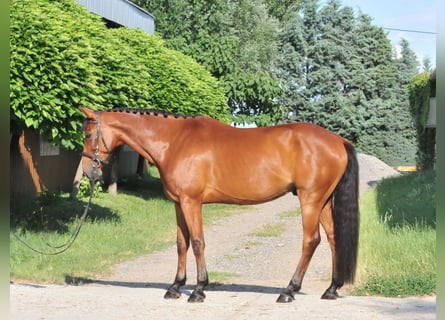 Húngaro, Caballo castrado, 7 años, 167 cm, Castaño