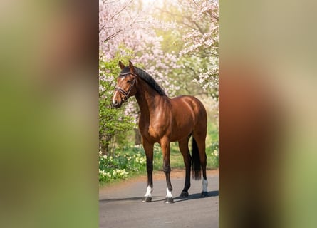 Húngaro, Caballo castrado, 7 años, 167 cm, Castaño