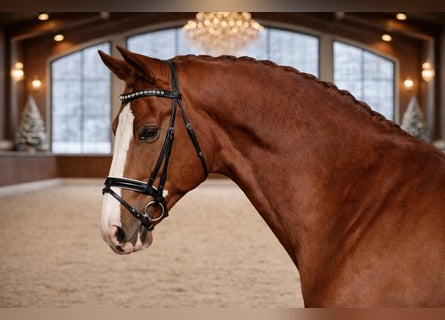 Húngaro, Caballo castrado, 7 años, 168 cm, Alazán-tostado