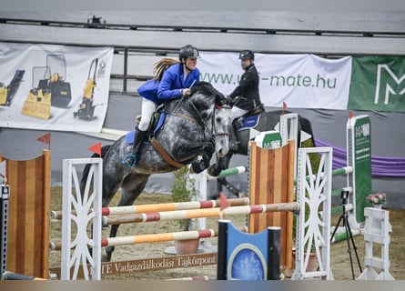 Húngaro, Caballo castrado, 7 años, 175 cm, Tordo