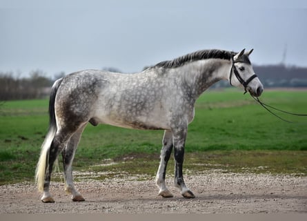 Húngaro, Caballo castrado, 8 años, 168 cm, Tordo