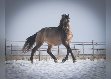 Húngaro Mestizo, Caballo castrado, 9 años, 165 cm, Buckskin/Bayo