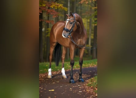 Húngaro, Caballo castrado, 9 años, 168 cm, Castaño rojizo