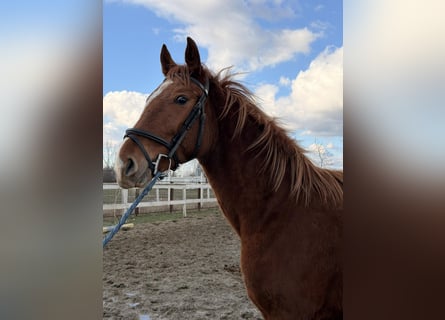 Húngaro, Semental, 2 años, 158 cm, Alazán-tostado