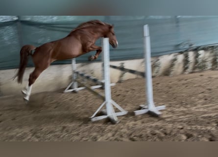 Húngaro, Semental, 3 años, 160 cm, Alazán-tostado