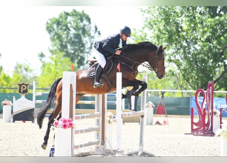 Húngaro, Semental, 7 años, 180 cm, Castaño oscuro