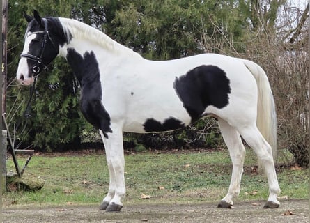 Húngaro, Yegua, 10 años, 175 cm, Pío