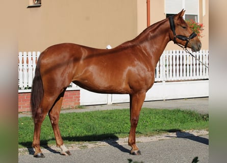 Húngaro, Yegua, 2 años, 164 cm, Alazán-tostado
