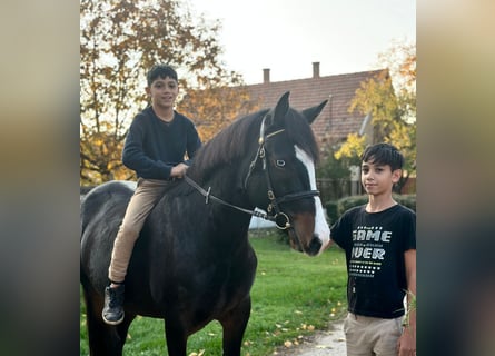 Húngaro Mestizo, Yegua, 5 años, 145 cm, Negro