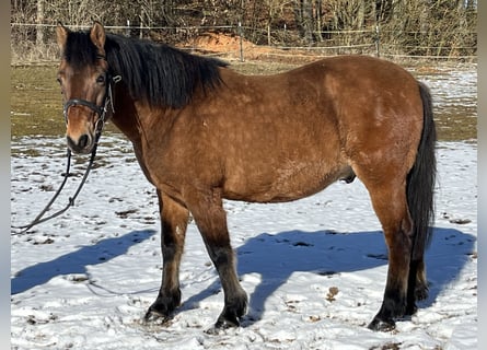 Hutsul, Caballo castrado, 10 años, 146 cm, Castaño