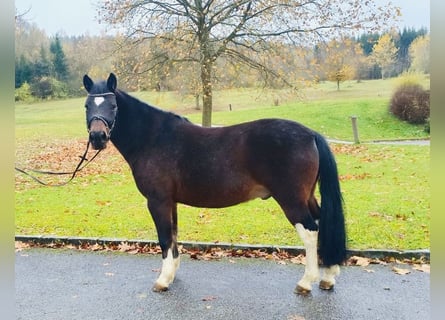 Hutsul, Caballo castrado, 13 años, 140 cm, Castaño oscuro