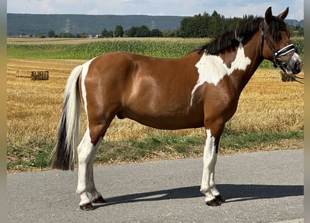 Hutsul, Caballo castrado, 3 años, 143 cm, Pío