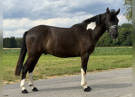 Hutsul, Caballo castrado, 3 años, 144 cm, Pío