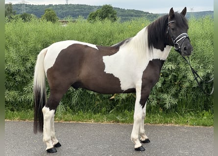 Hutsul, Caballo castrado, 3 años, 144 cm, Pío